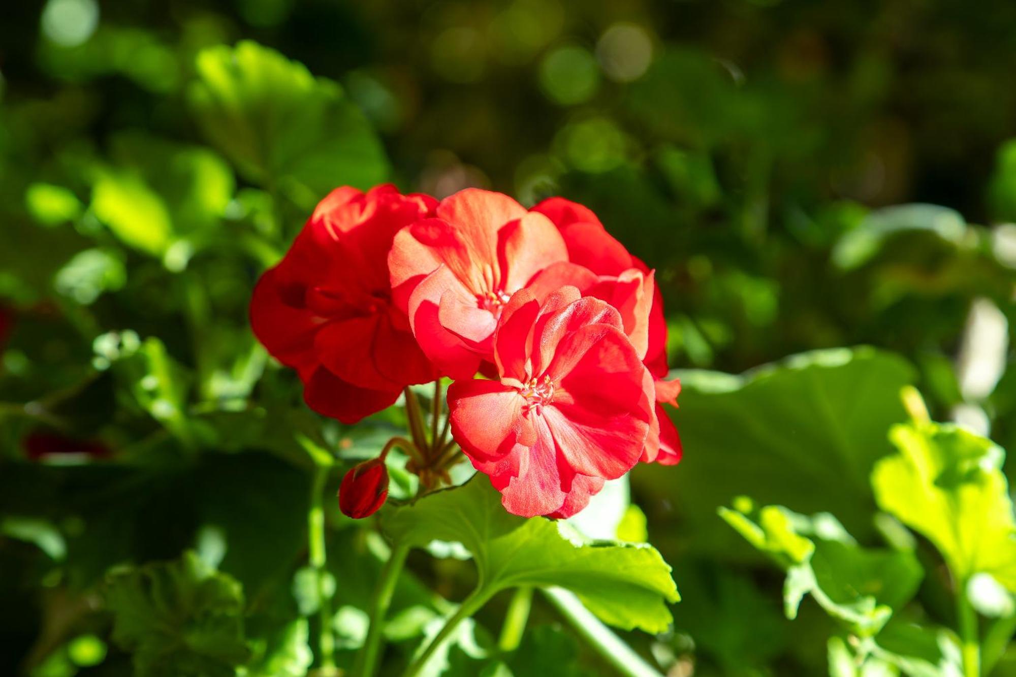 Garni Dei Fiori Hotel Ascona